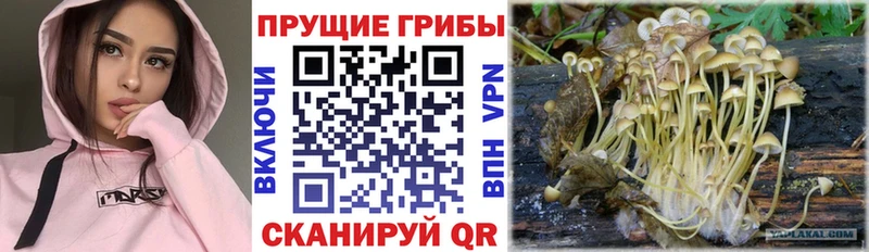 Псилоцибиновые грибы GOLDEN TEACHER  цена наркотик  Железногорск 